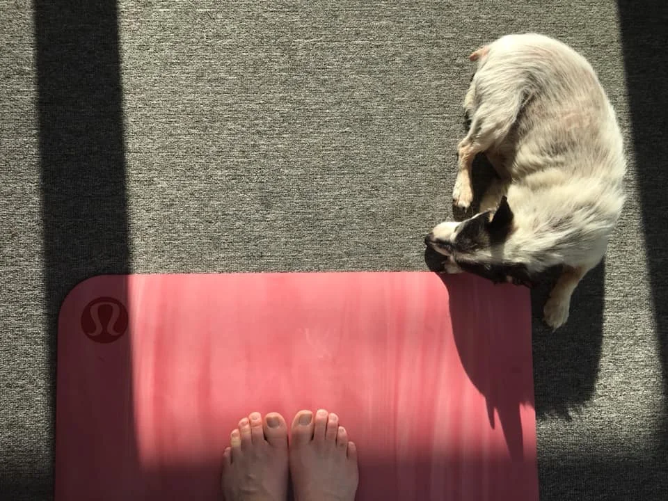 The Freedom of Discipline.jpg