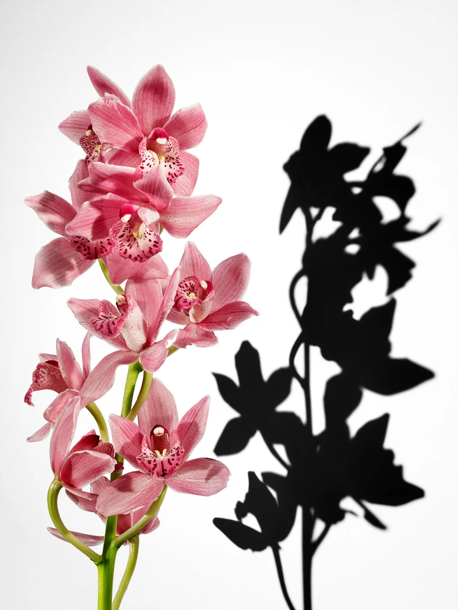 jarren vink flower photographer still life art studio new york photo photography