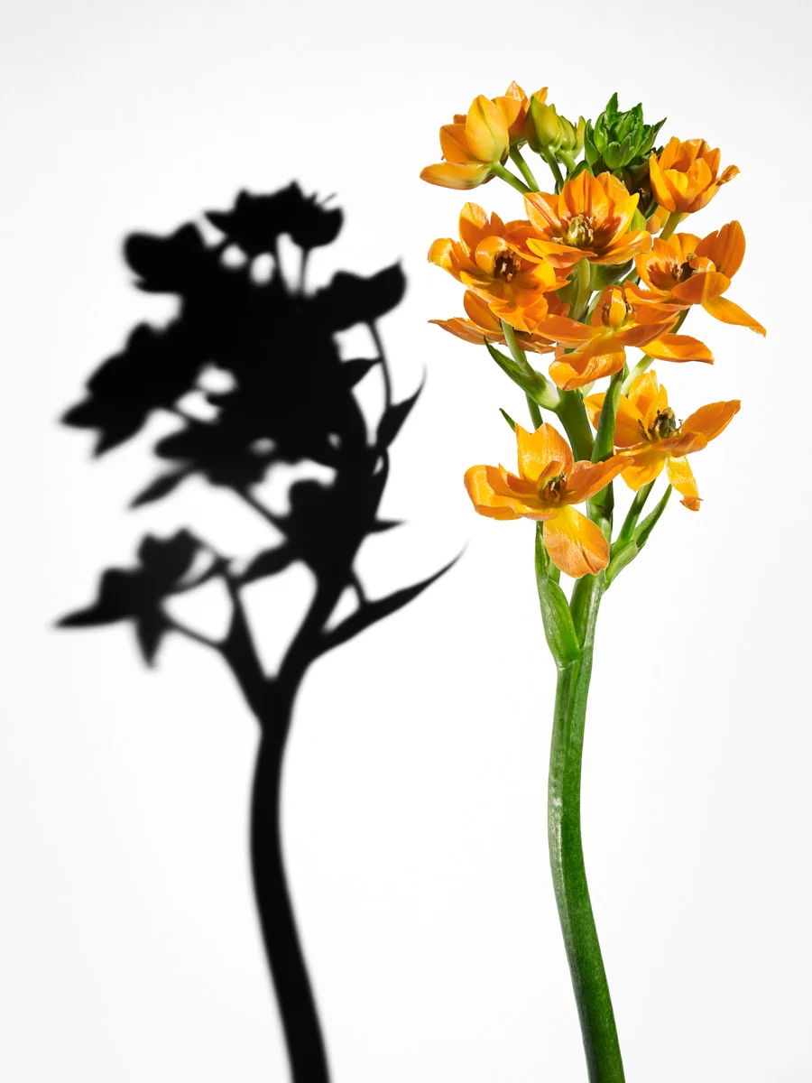 jarren vink flower photographer still life art studio new york photo photography