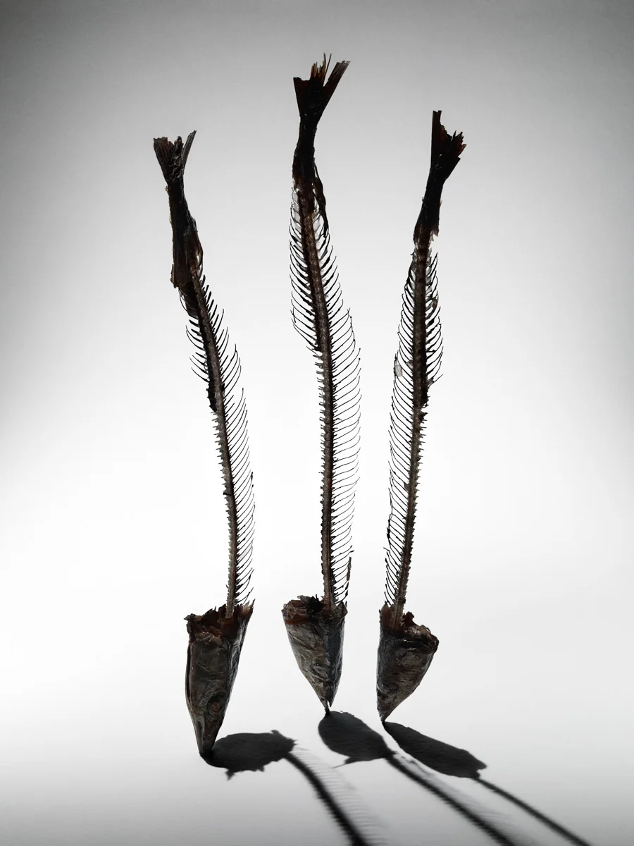 jarren vink fish photographer still life art studio new york photo photography