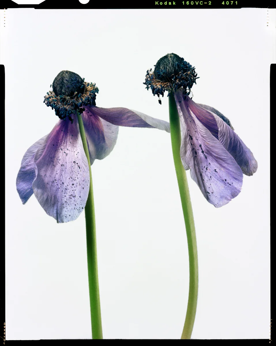 jarren vink flower photographer still life art studio new york photo photography