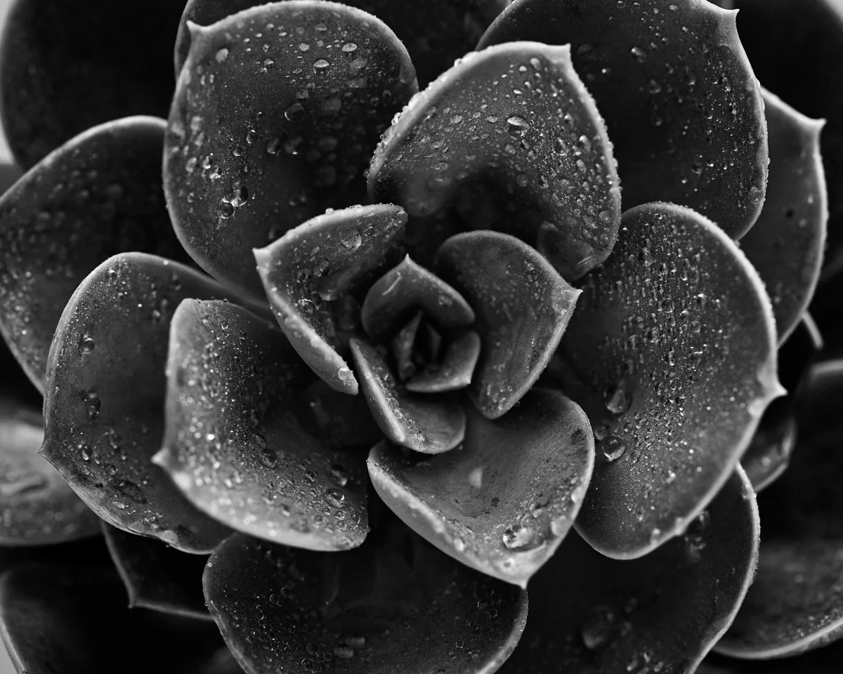 jarren vink succulent plant black and white photographer still life art studio new york photo photography