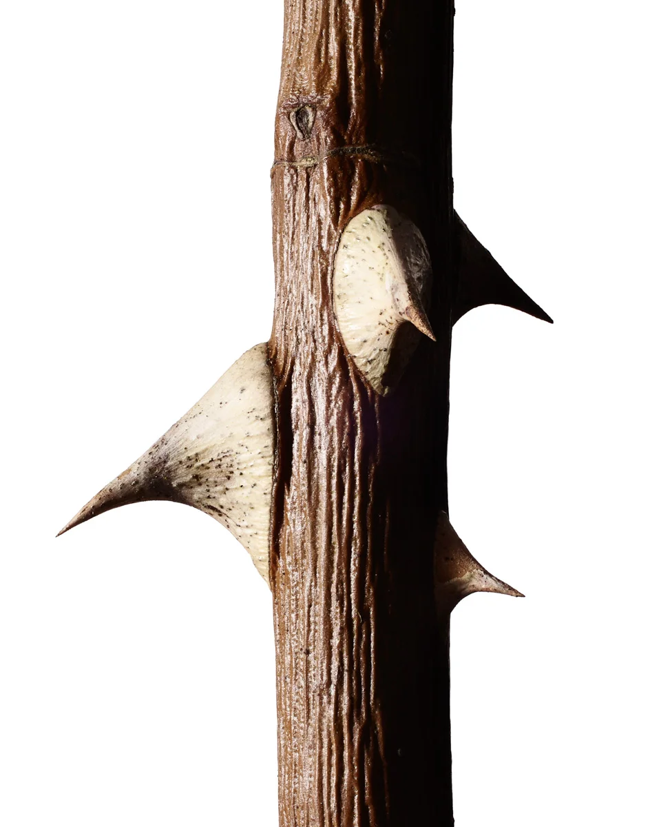 jarren vink rose thorn photographer still life art studio new york photo photography