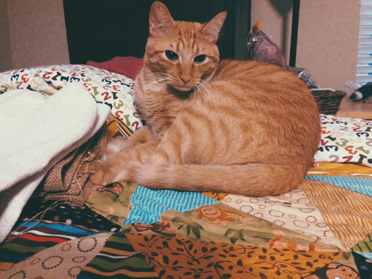 This little bugger gave me a runny nose and I would be mad but I miss him so much. I can’t wait until we have a place where we can adopt a cat and dog. Life is so much better with constant love and companionship. Sometimes our room is too quiet. It would be nice to have the nudge of a little wet nose on my leg or hear the gentle purr of a happy cat. I’m really glad Rori likes the quilt I never got around to finishing.