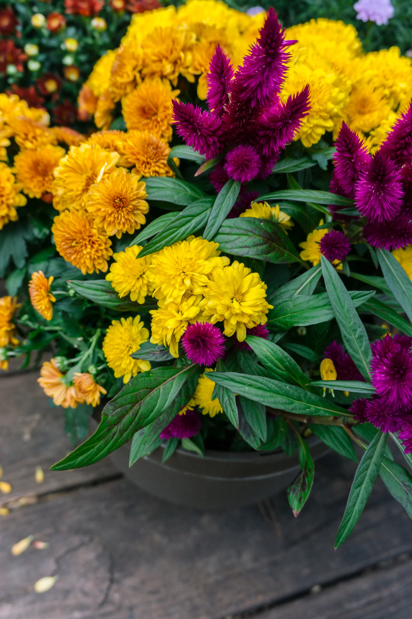 Fall-Flowers-27.jpg