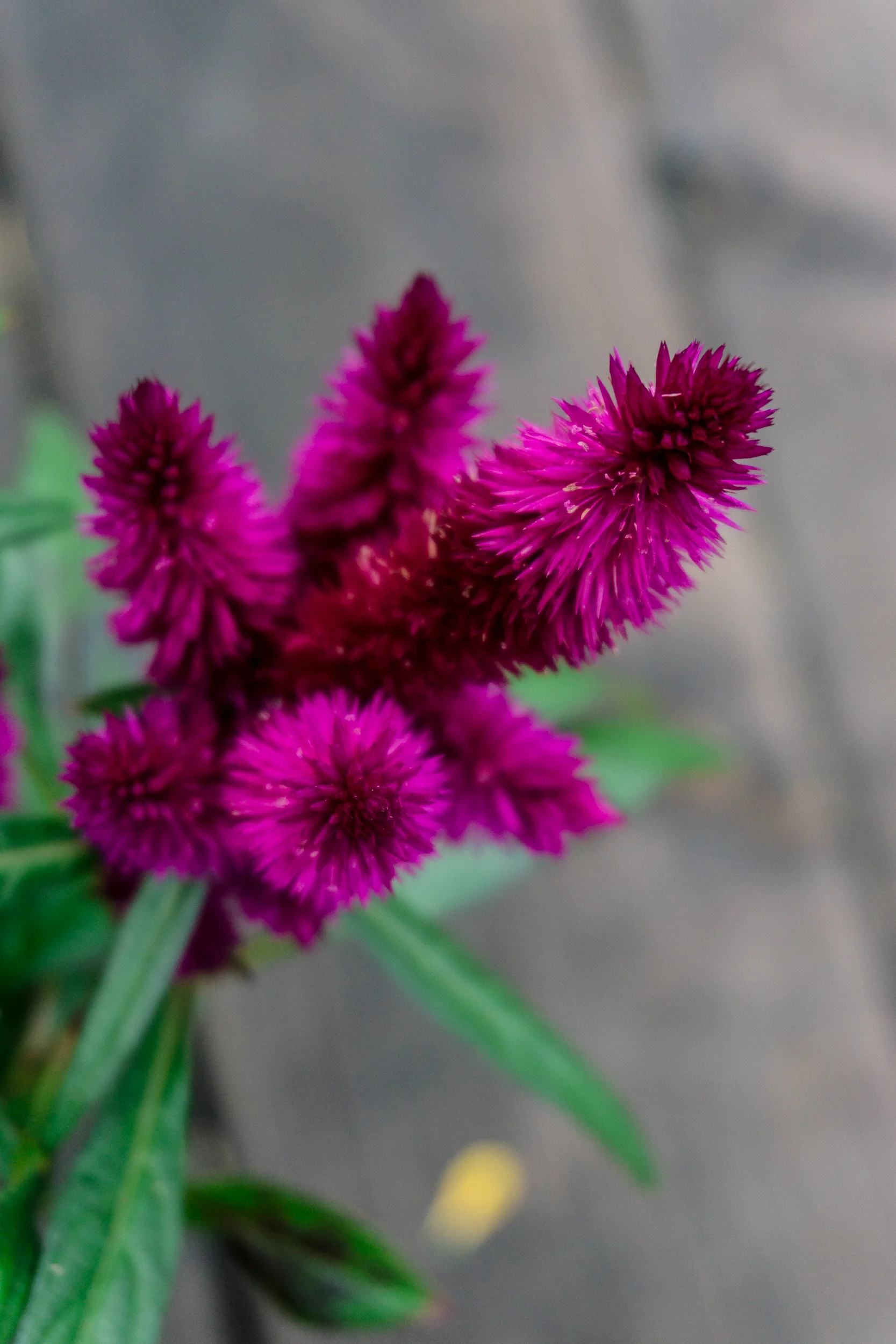 Fall-Flowers-11.jpg