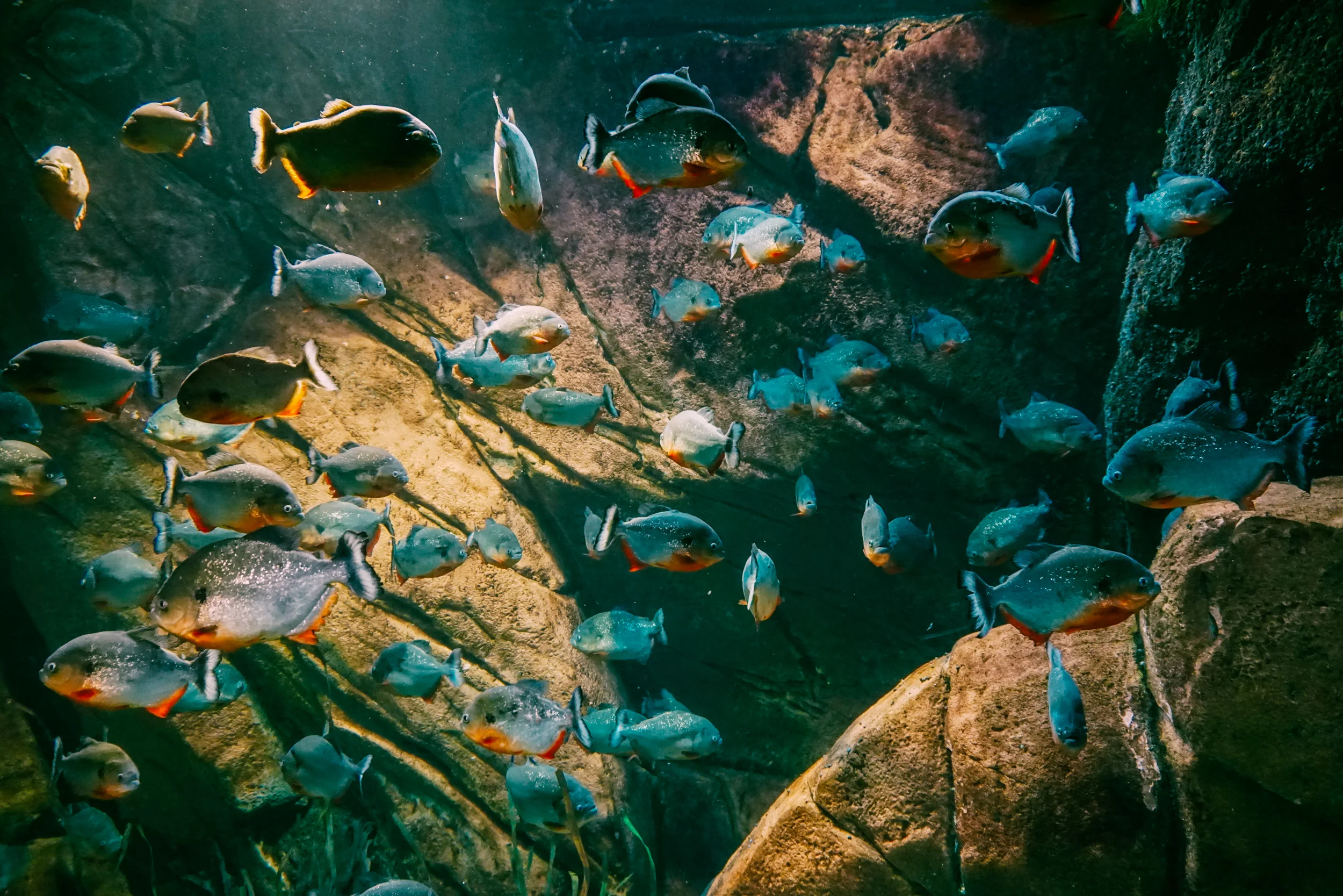 Georgia-Aquarium-15.jpg