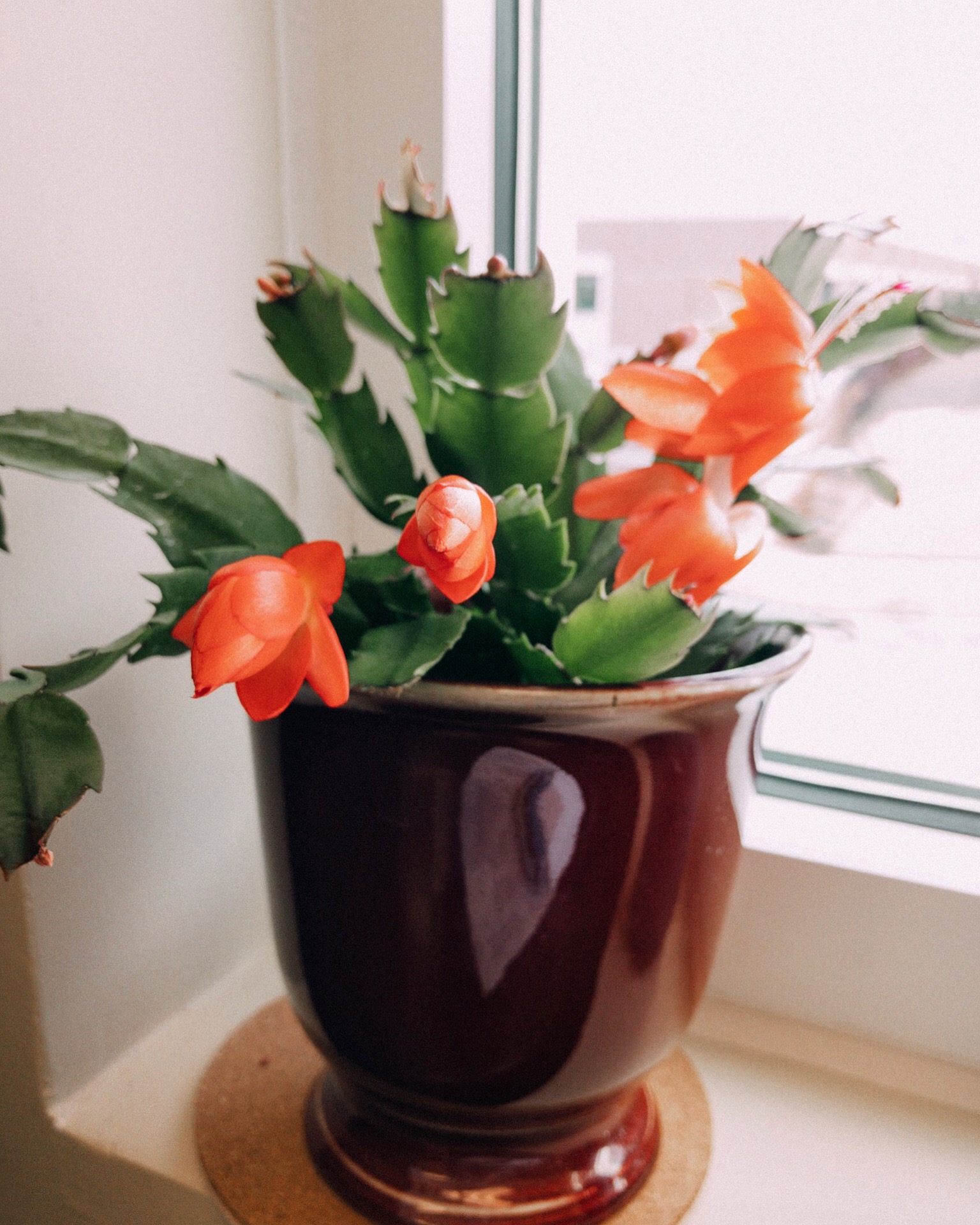 New blooms on my Christmas cactus that I’ve been nursing back to health.