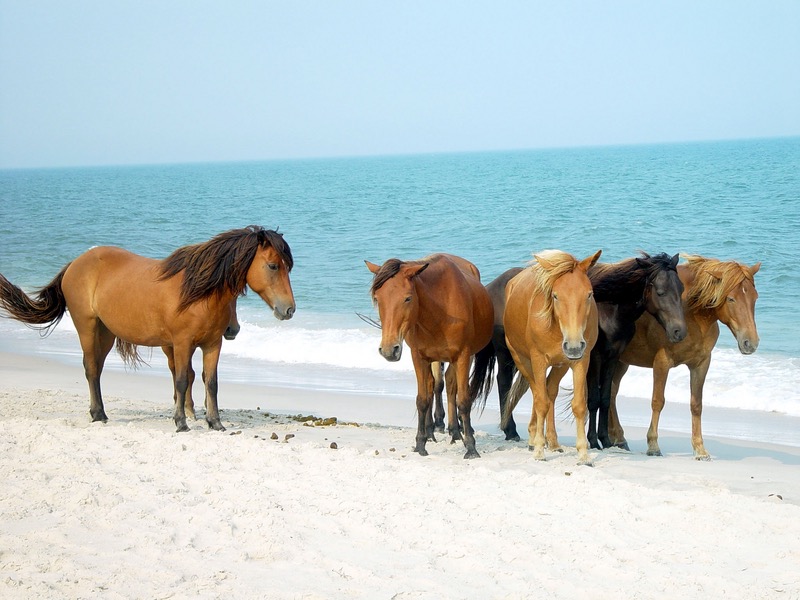 assateague ponies.jpg