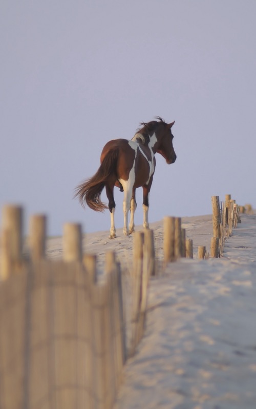 assateague pony from rear.jpg