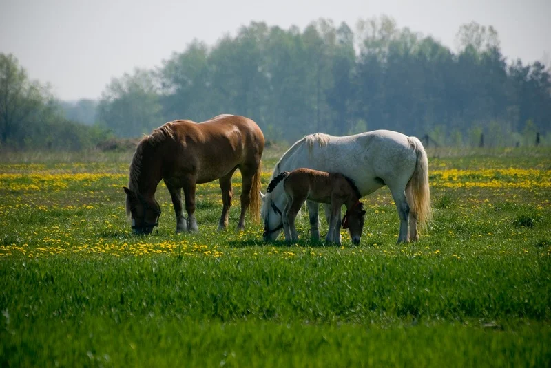 grazing square.jpg