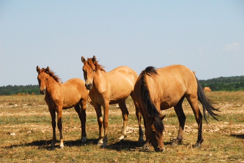 horse family.jpg