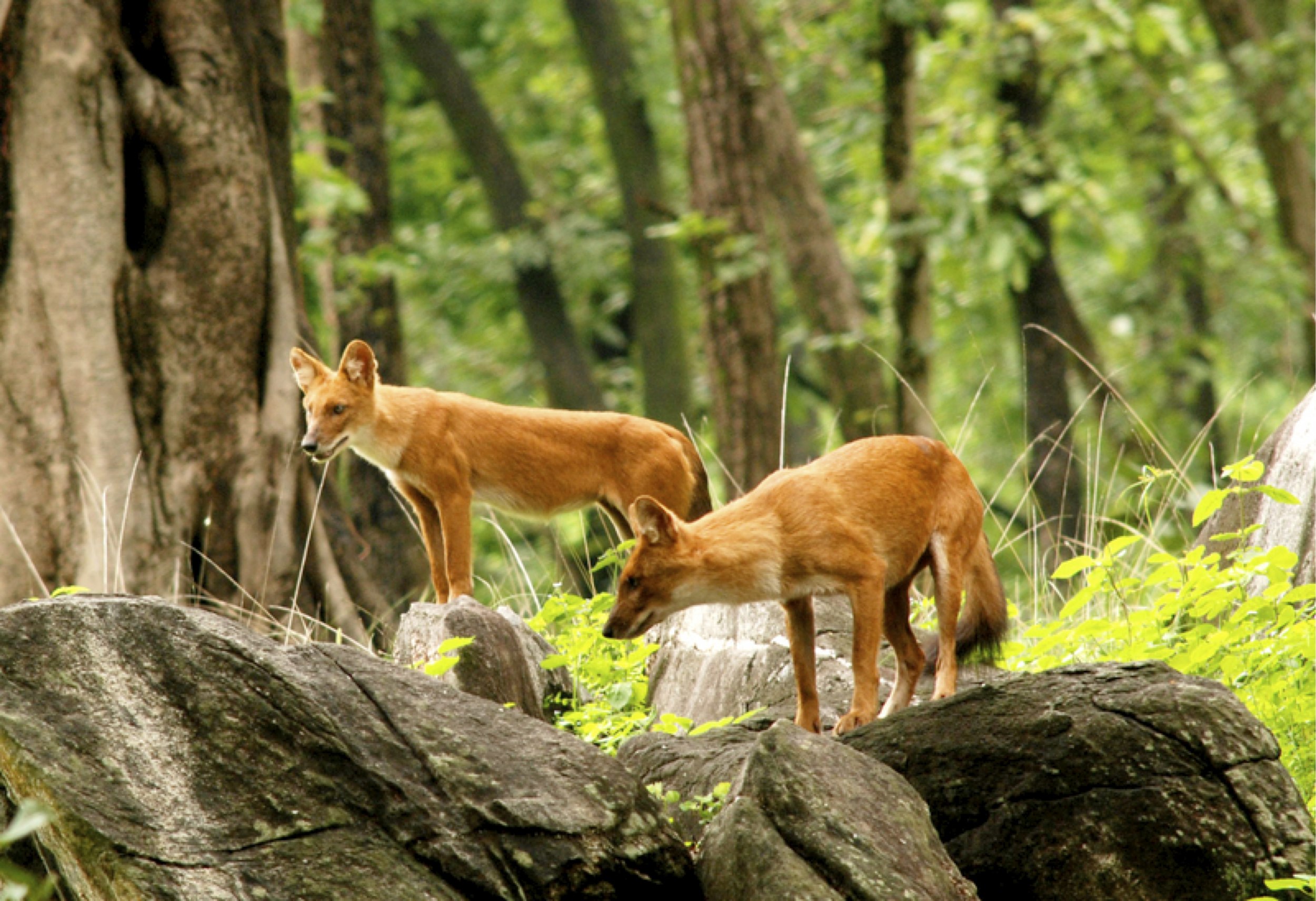 Indian wild dogs.1.jpg