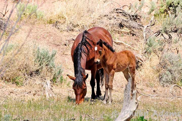 perfect mare and foal .jpg