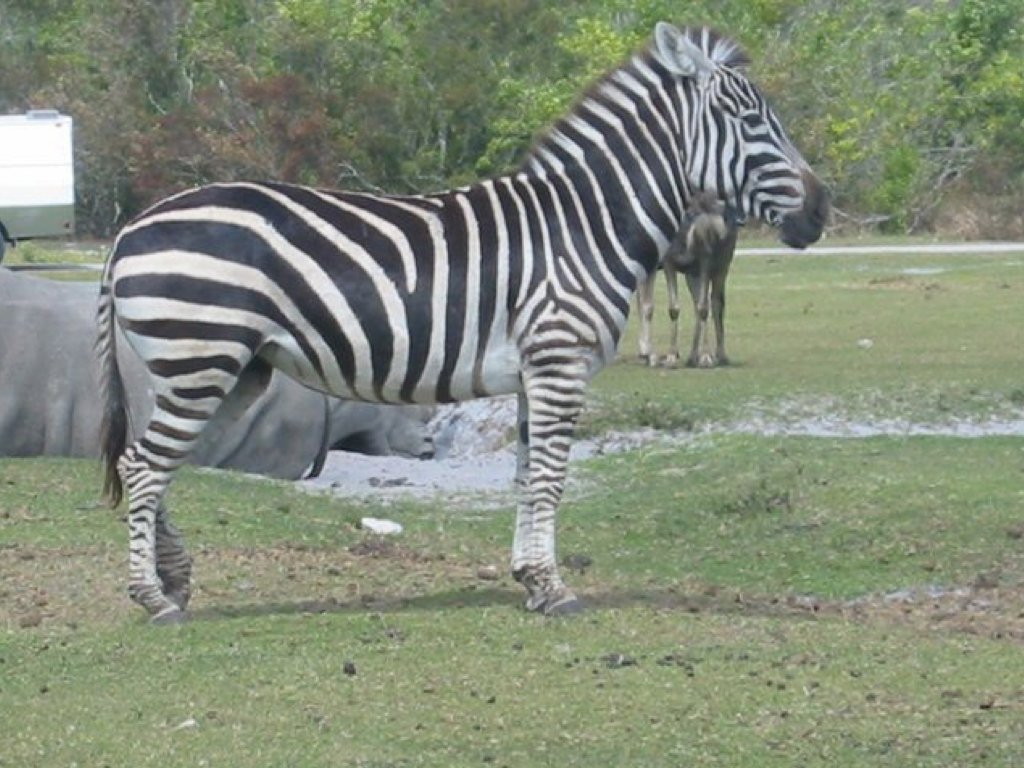 Zebra stance.jpg