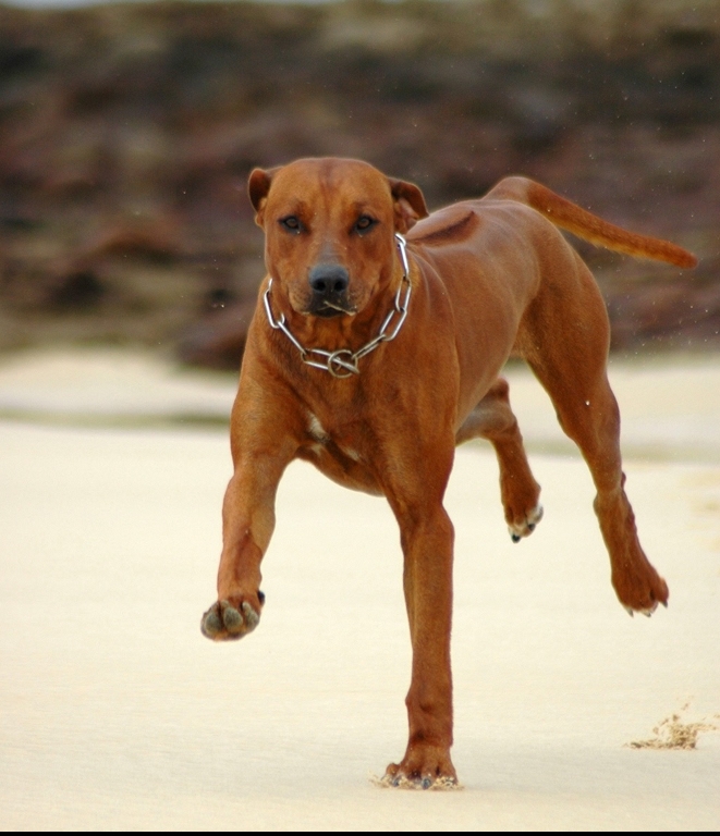 Running ridgeback.jpg