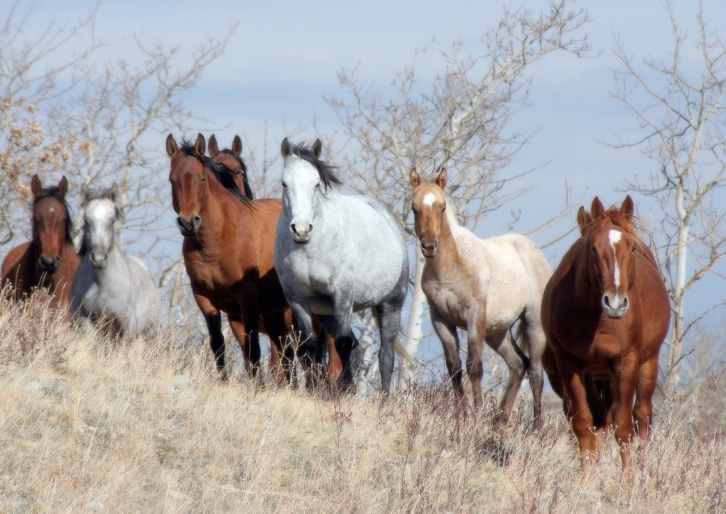 wild horses in dry grass.jpg