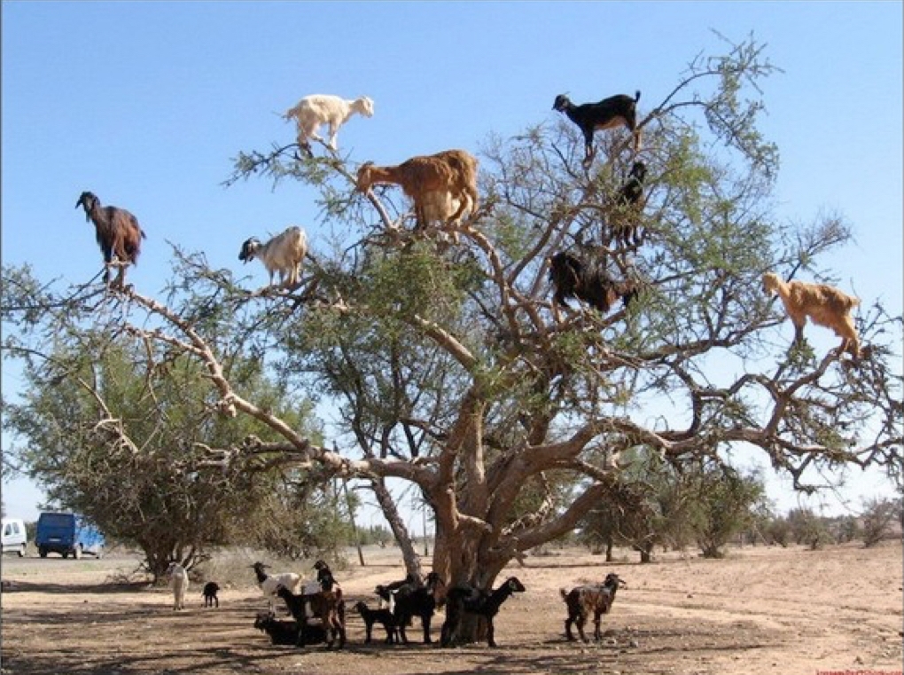 goats in tree.jpg