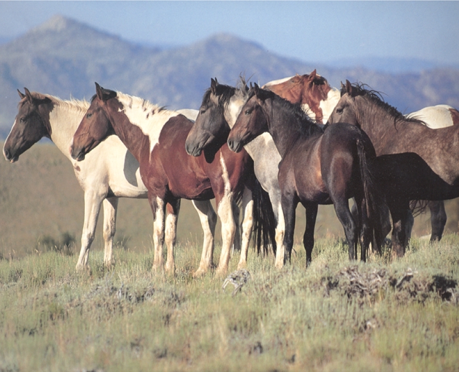 herd looking left.jpg