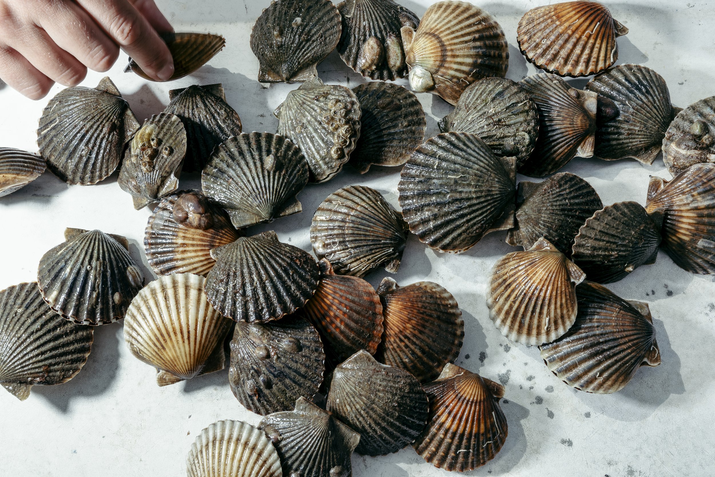 Grunwald_SCALLOPS_72.jpg