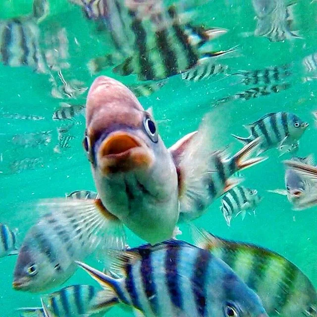 Pucker up. | Beqa Lagoon, Fiji

Much more to come from the Fiji Files once we're both back in one place for longer than a few days. 🐠

#fiji #islandlife #underwaterworld