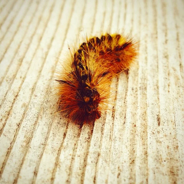 This fuzzy caterpillar is about to pounce #nature #caterpillar #howesound #bugs
