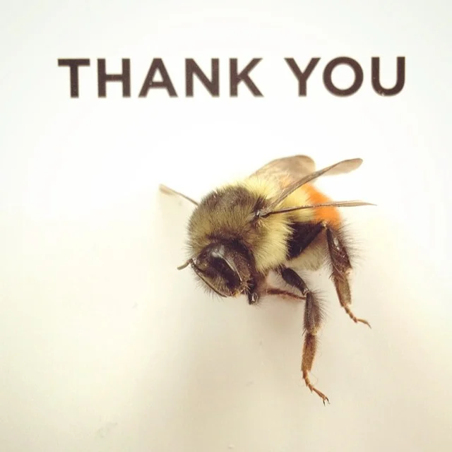 Here's to the bees!  I found this one dead and thought she deserved a memorial!  #nature #bee #bumblebee #thankyou