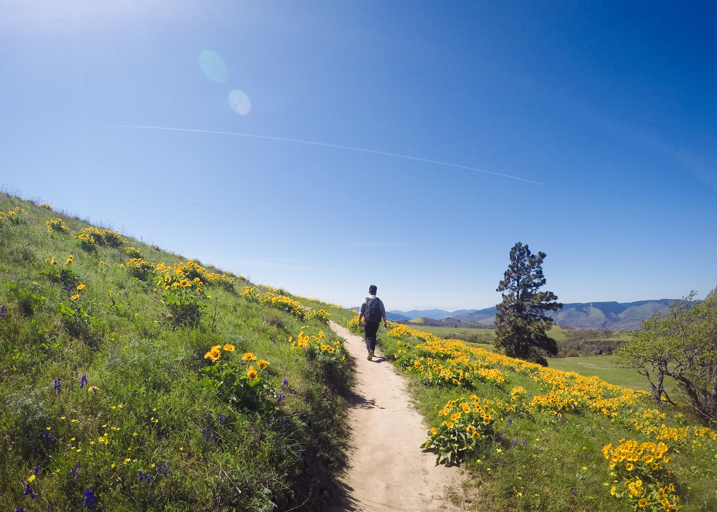 tom mccallum, rowena crest