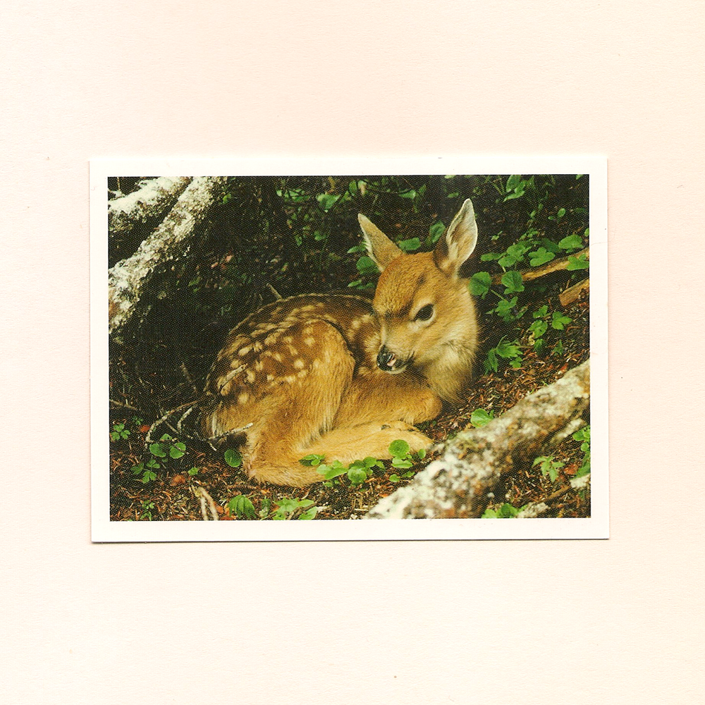 ARKIA - Fawn