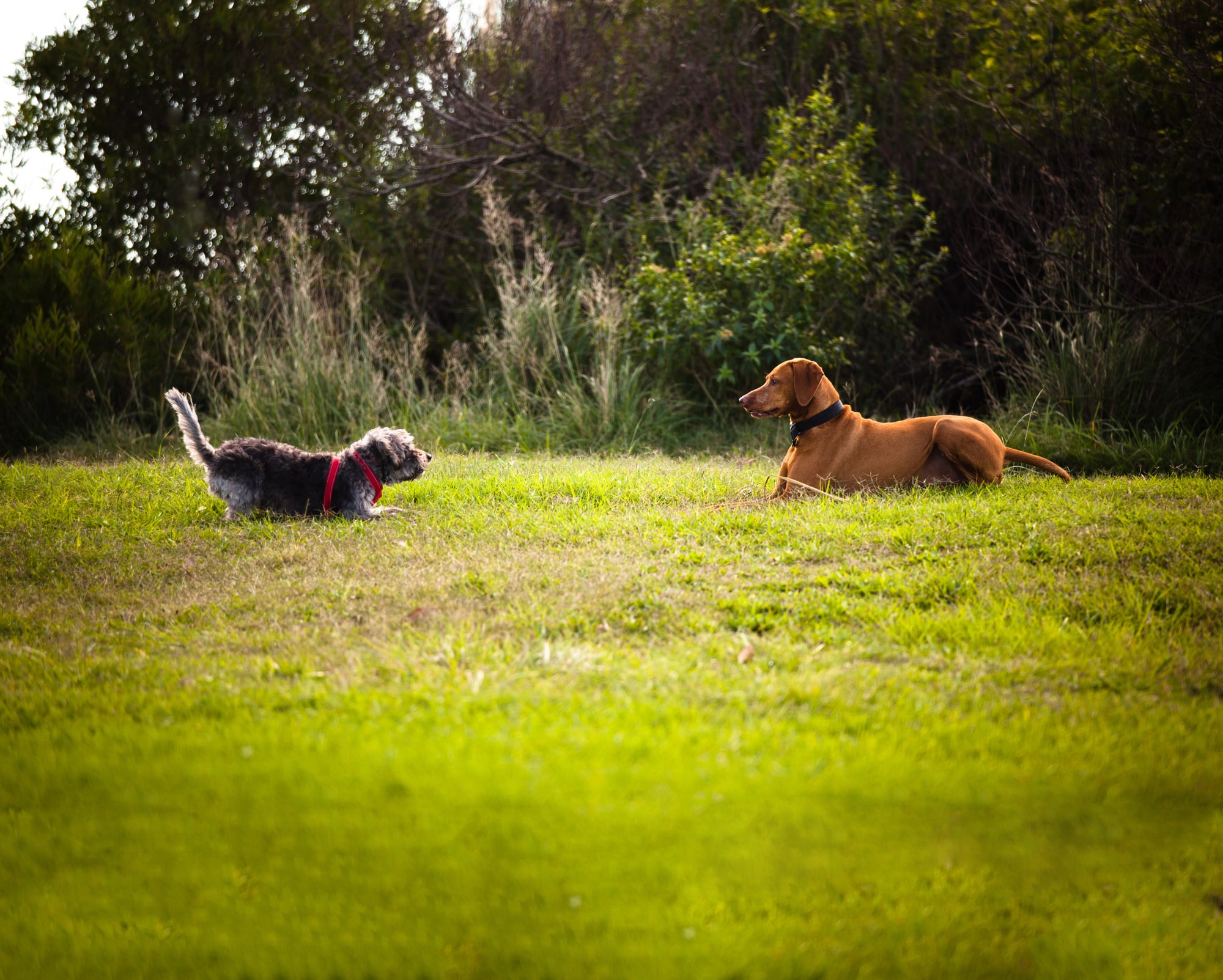  PAWS DOWN, WE’RE THE BEST WALKERS 