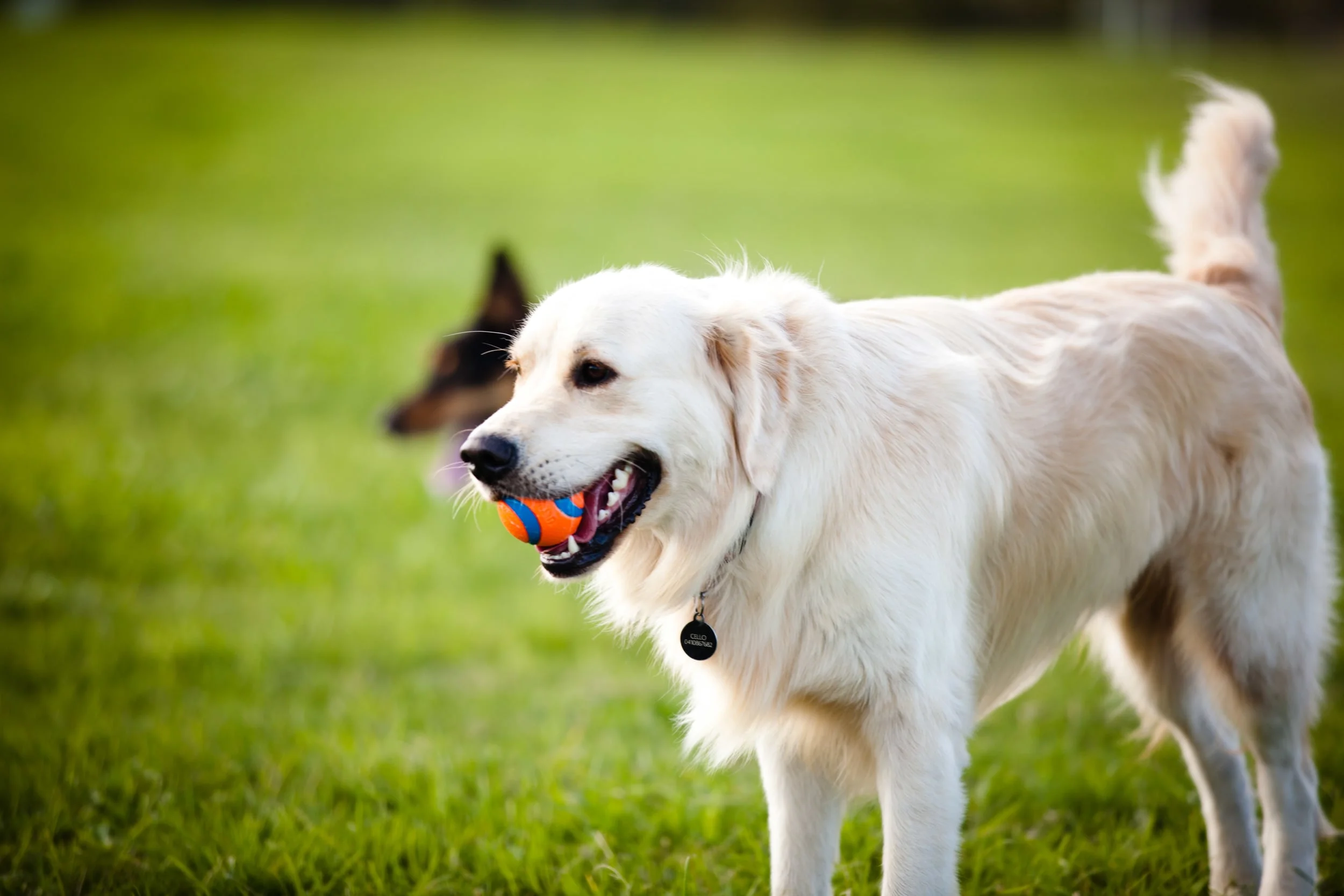 WALKING IS WINNING FOR YOUR PRECIOUS POOCH