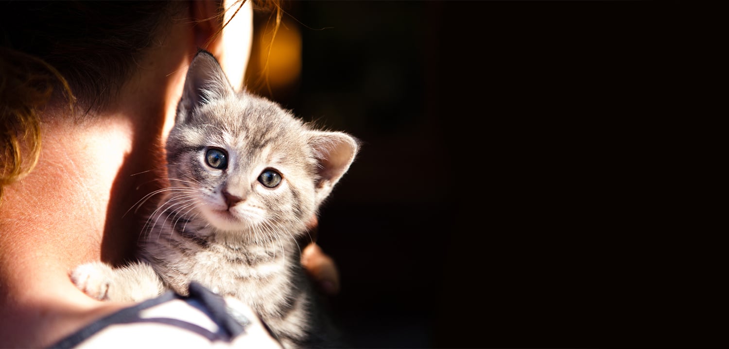  KITTY SITTING WITH CARE &amp; CUDDLES 