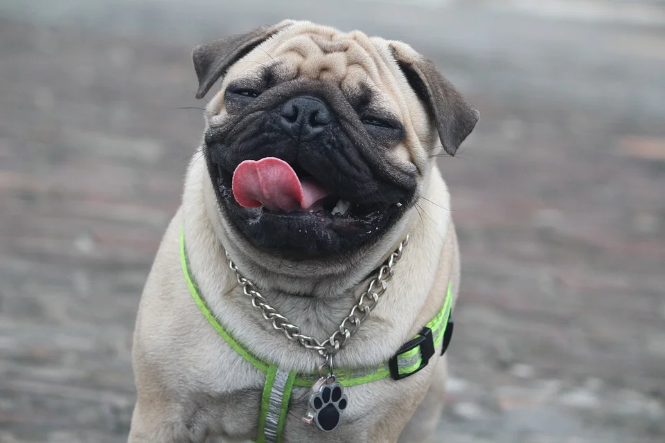 Humor maximizes and strengthens the joyful part of us and gives us so much good energy.