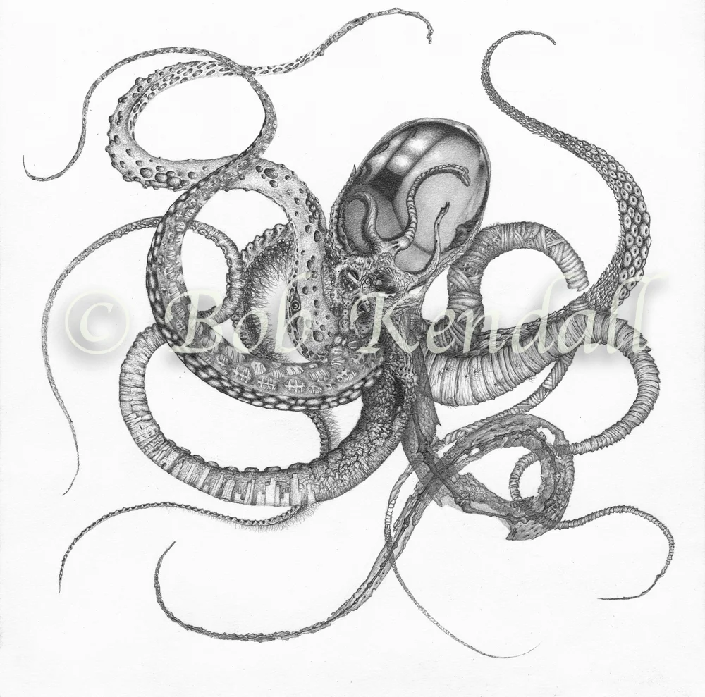 Octopus-gray.jpg