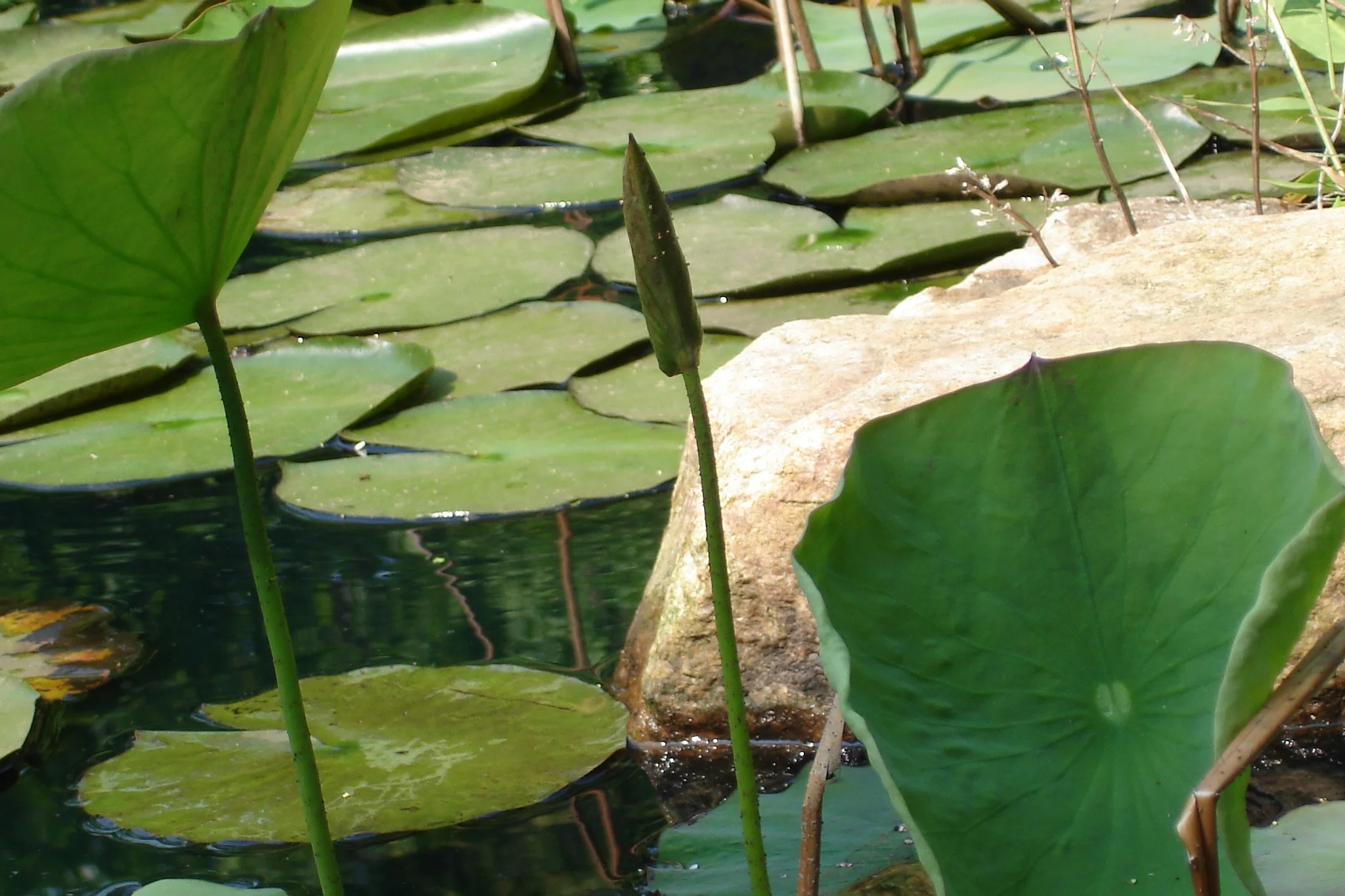 lily pads.jpg