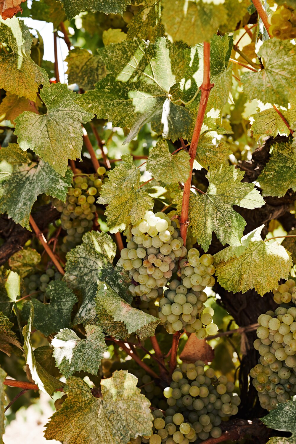 70-year-old, organically farmed Colombard vines at Ricetti Vineyard produce the fruit for our Honeymoon and Post Flirtation White Blend.