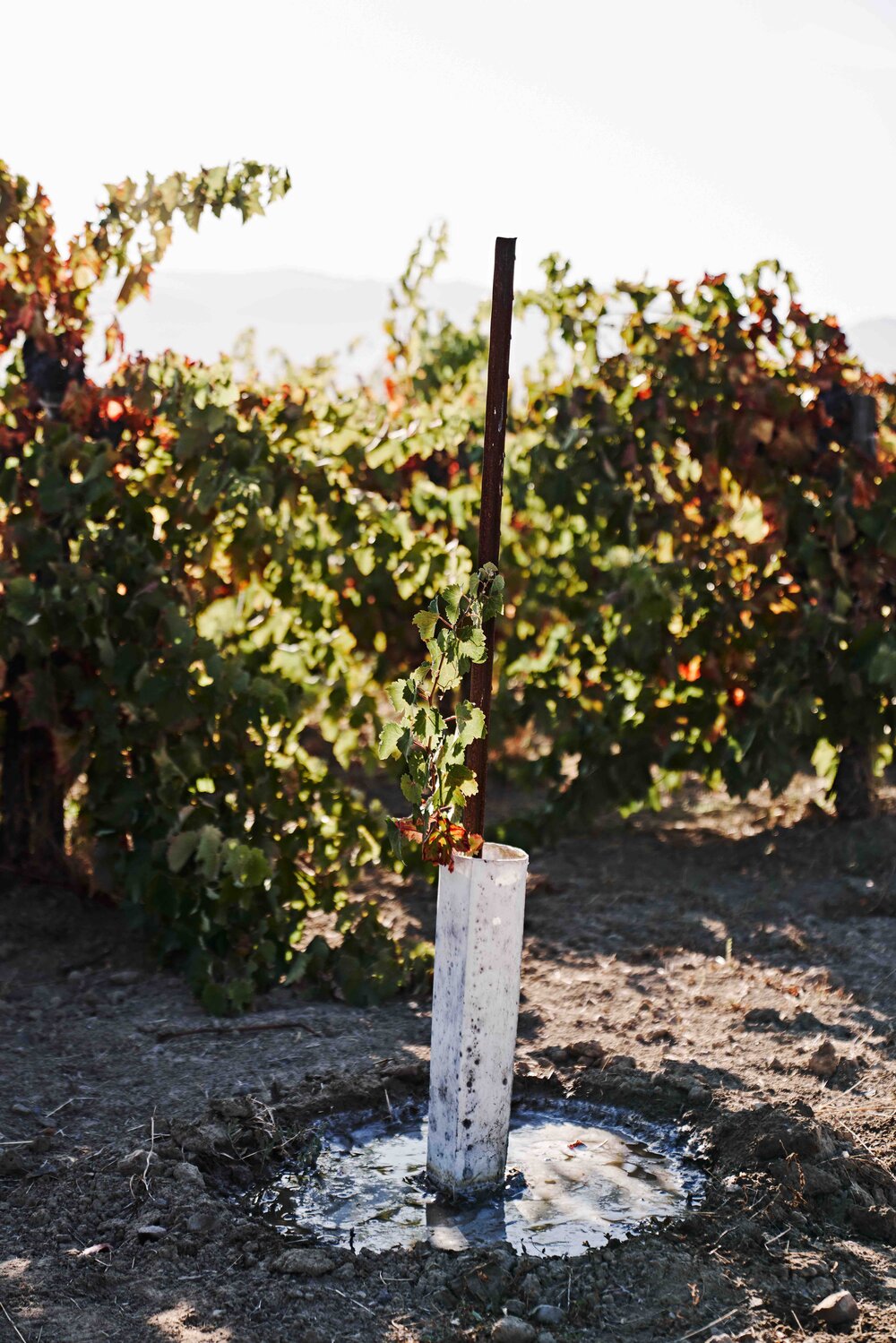 We hoe a moat around our baby vines at Benson Ranch in Mendocino County and hand water them a few times a year before their roots are deep enough to regulate themselves, thus beginning their life as a dry-farmed vine.