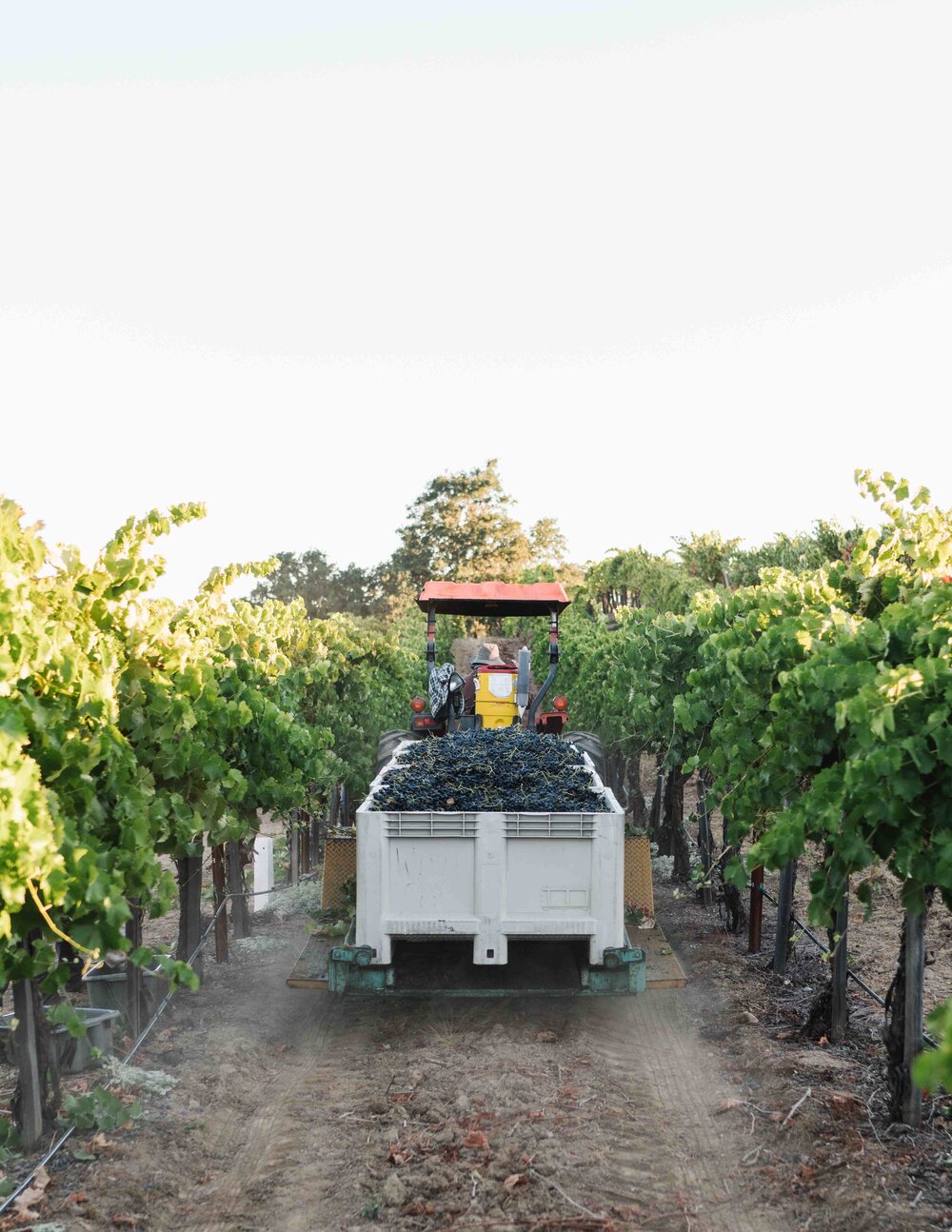 2018 Nero d’Avola Harvest at Fox Hill Vineyard