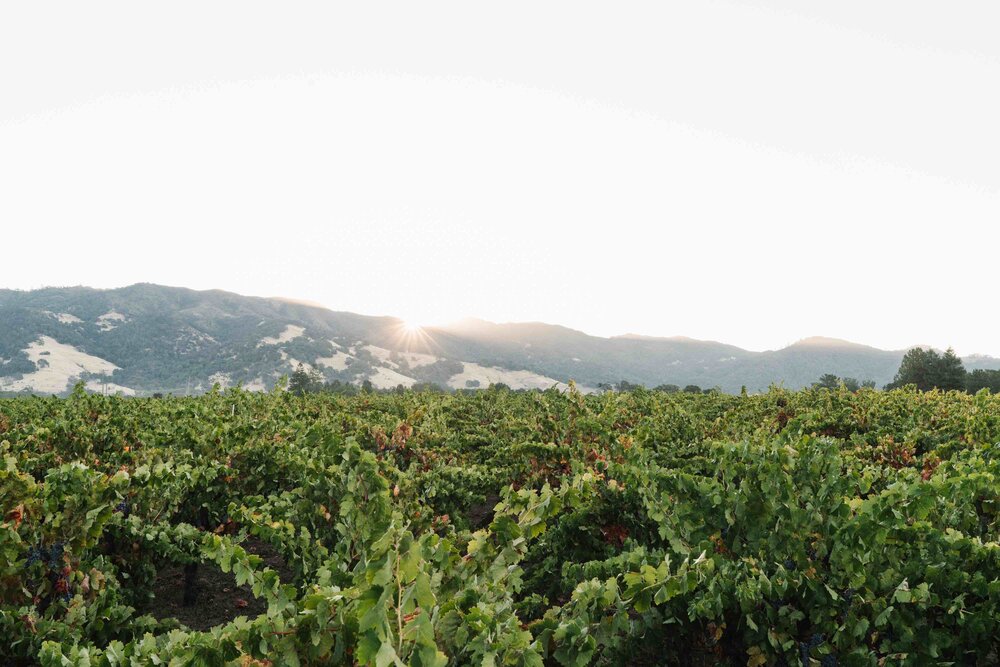 Sun rises over the head-trained vine jungle at Ricetti Vineyard in Mendocino County.