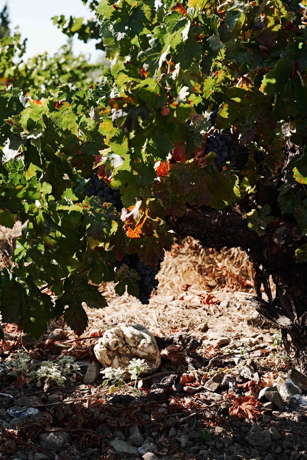 Carignan clusters staying cool in the afternoon shade at Venturi Vineyard in Mendocino County