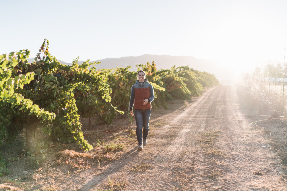 Walking among the head trained vines at Ricetti Vineyard in Mendocino County