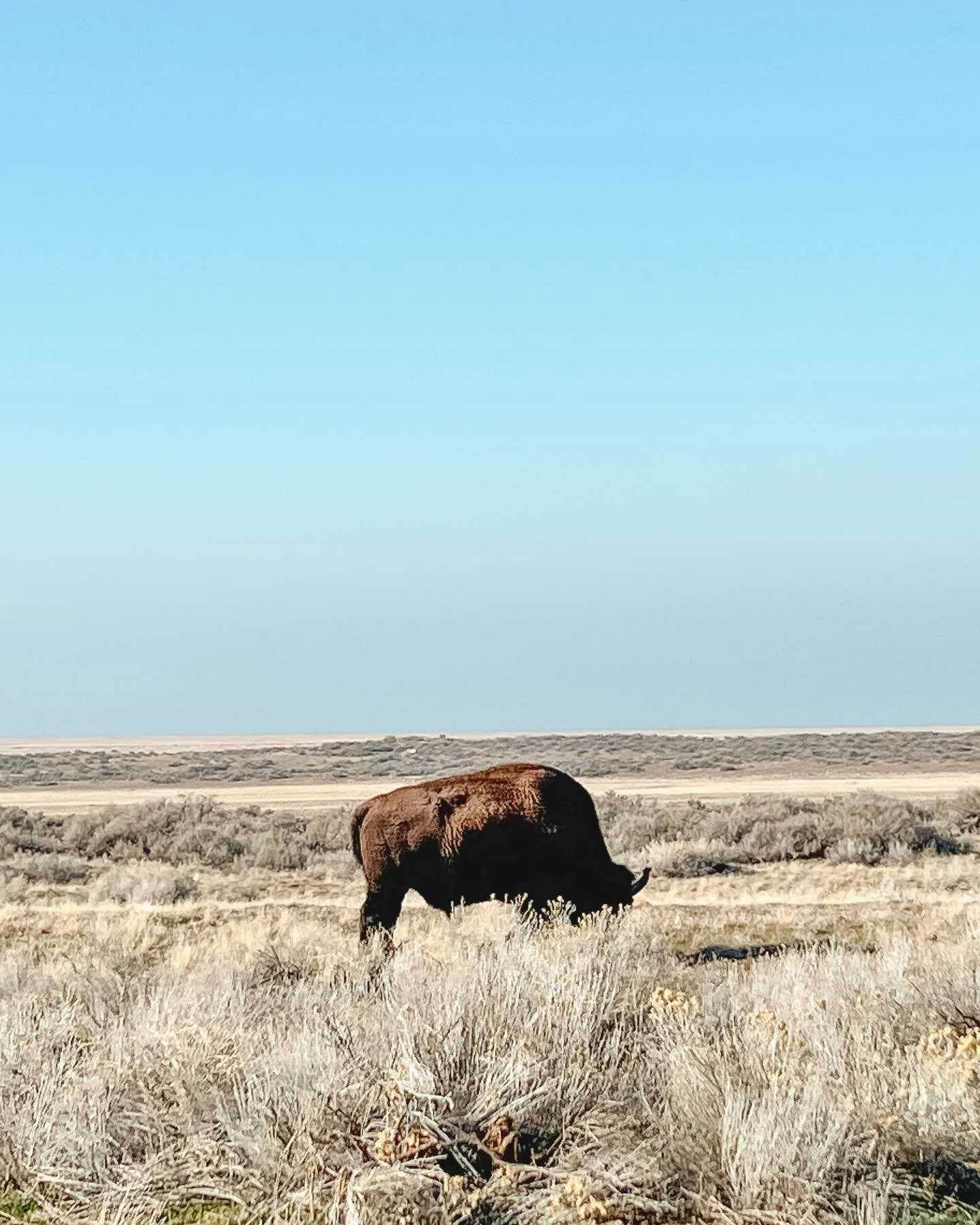 Besides the inversion, it doesn&rsquo;t feel like January. Which is great for those family photos that didn&rsquo;t get scheduled in the fall. If you&rsquo;re interested in scheduling an outdoor session within the next few weeks, call/dm me and I&rsq