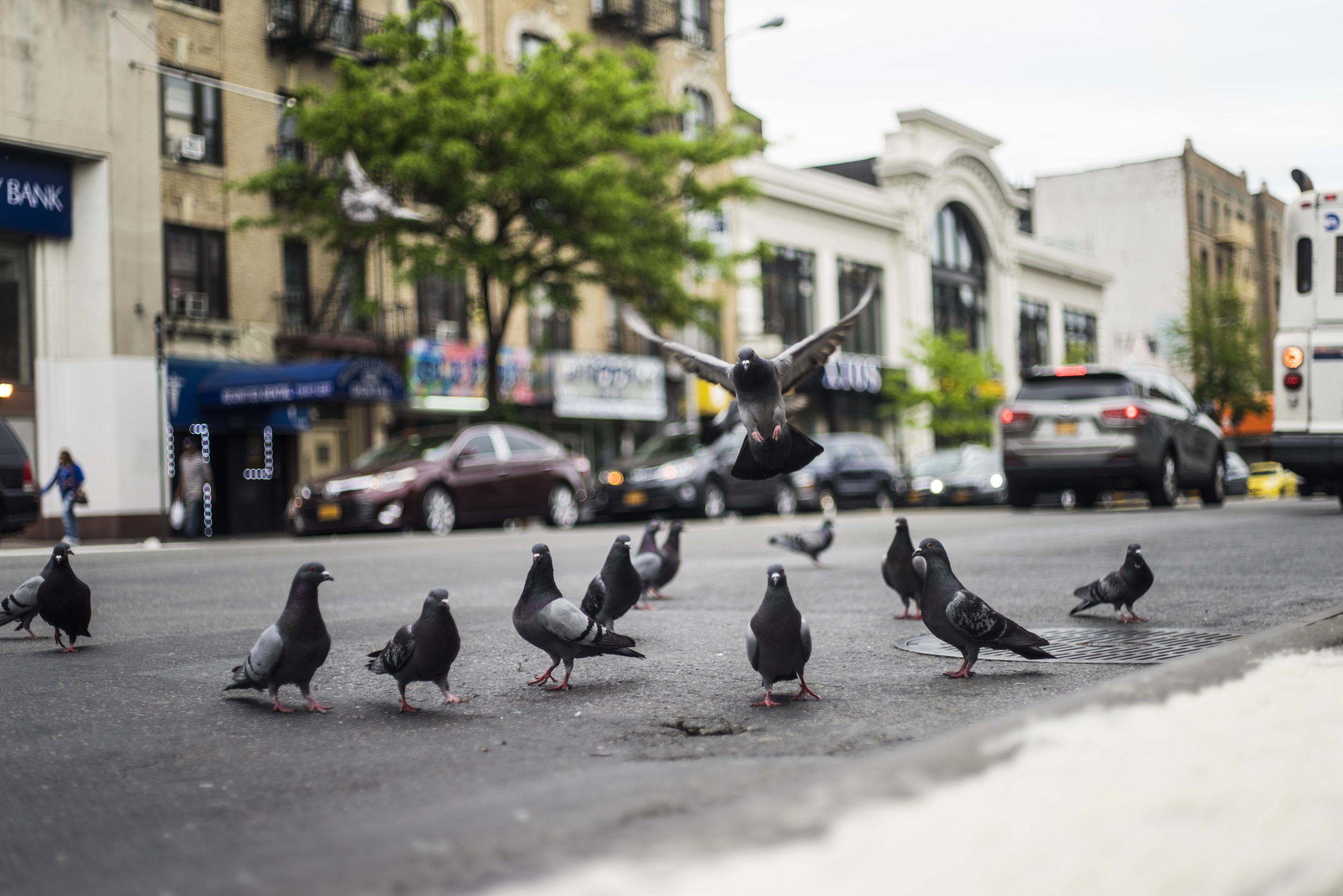 We really just liked this picture, but upon deeper thought we realized that pigeons are historically carriers of important messages. That symbolism couldn't have been more fitting for our next visit to Hunts Point.