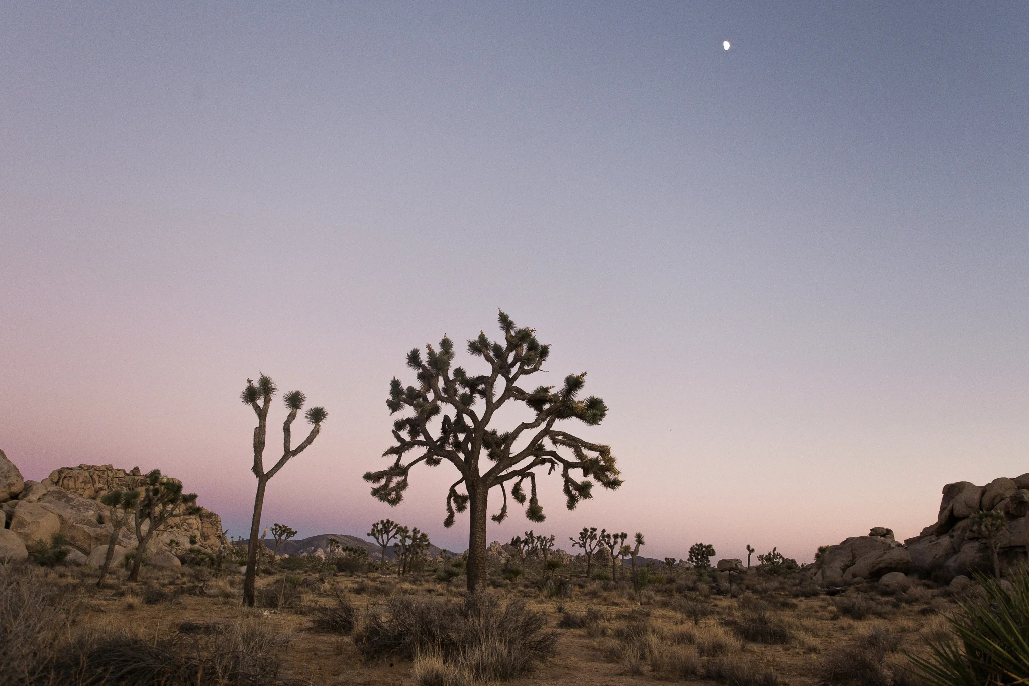 Joshua Tree and Desert Hot Springs