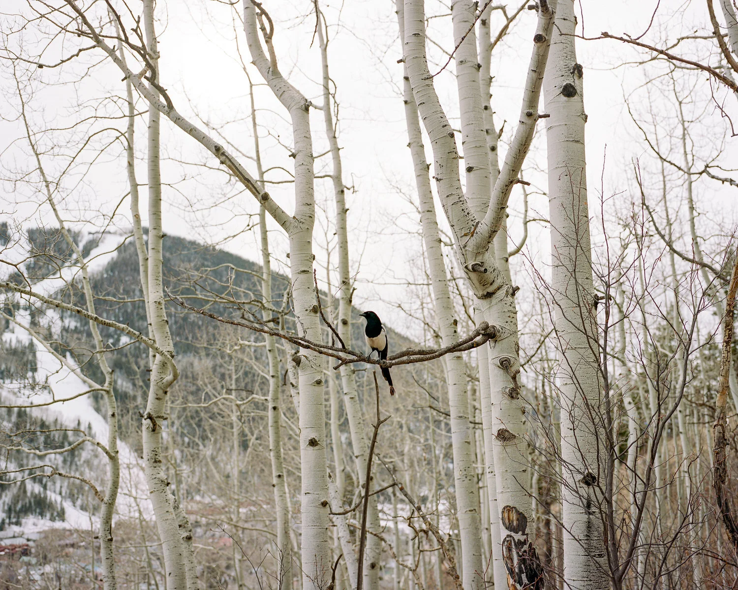 telluride-2020-016.jpg