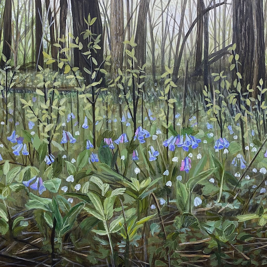 🌱 Spring in full swing! Virginia bluebells &amp; wood anemones (closed and nodding downward because it had just rained) along Mayowood Corridor. I only had time to complete one spring painting before Mother&rsquo;s Day, unfortunately&hellip; but it 