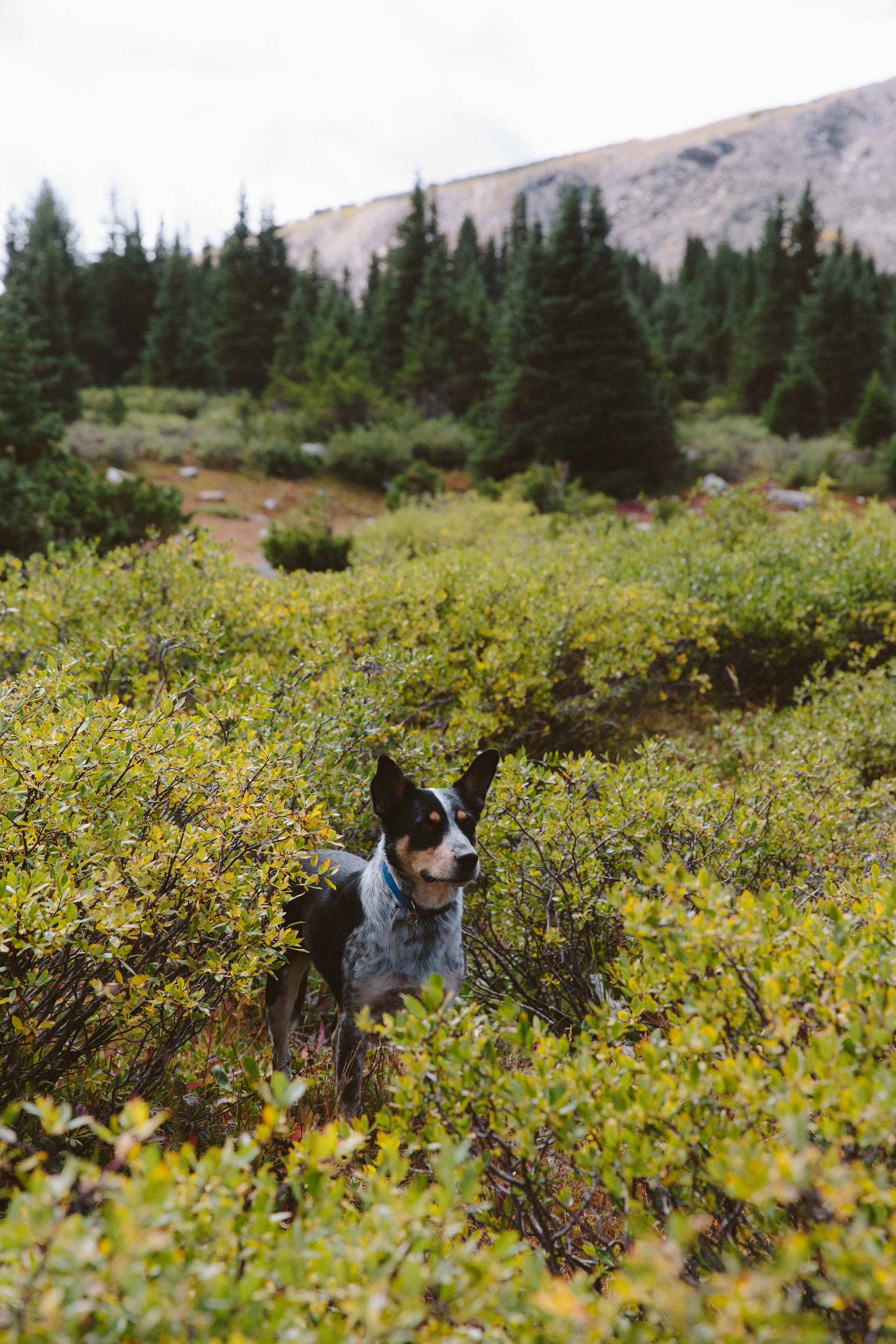 ajwells_10th_mtn_13.jpg