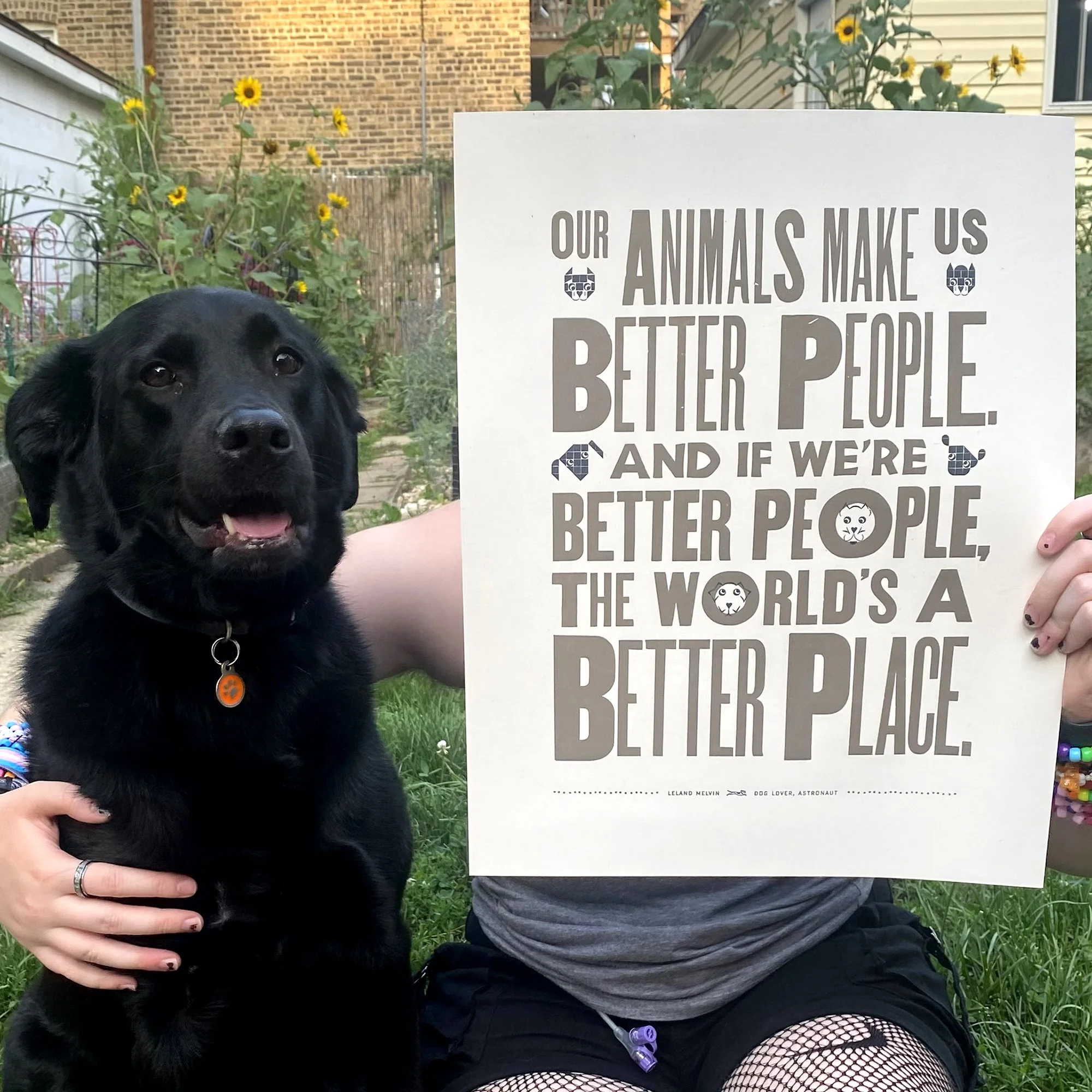 dogimage3.jpg