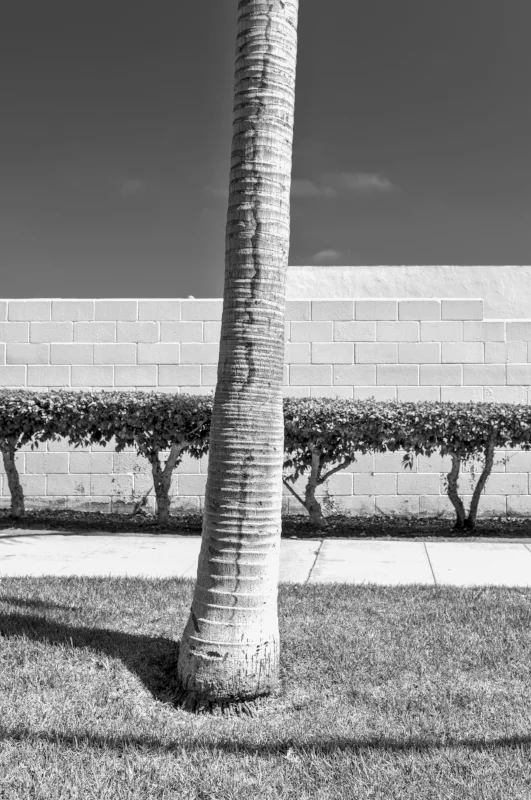 Palmtree Architecture b-w.jpg