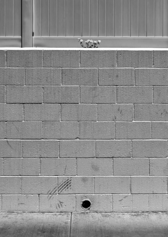 Wall Flowers b-w.jpg